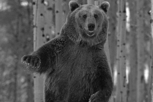 Відео п'яний танцівниця перемагає інтернет Відео п'яний танцівниця перемагає інтернет